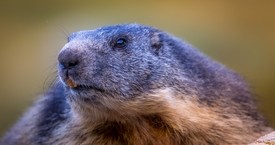 La Marmotte du Lauvitel